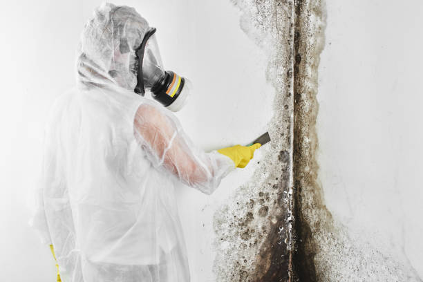 Best Crawl Space Mold Removal  in Montpelier, IN