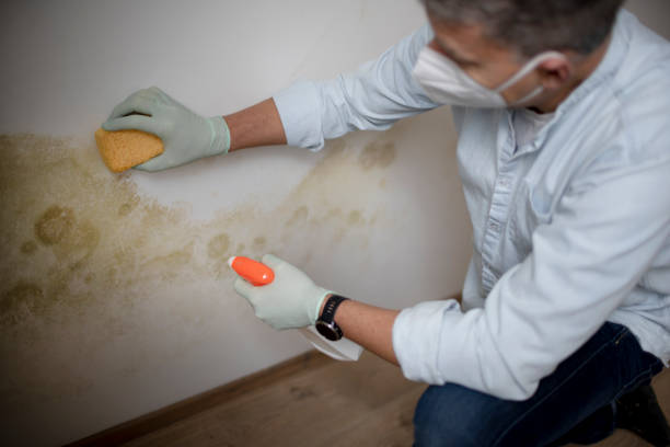 Professional Mold Removal in Montpelier, IN
