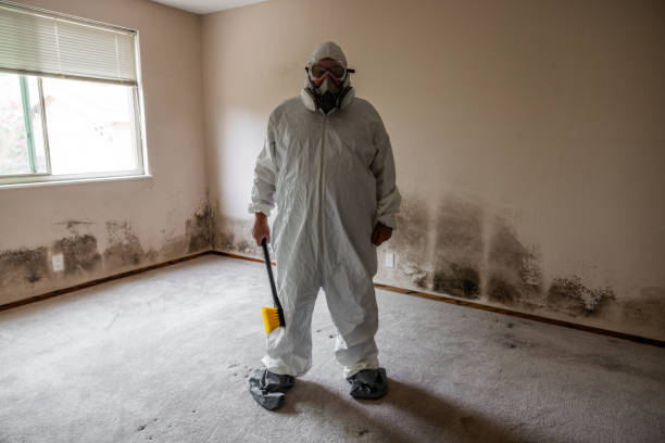Best Fast Mold Removal  in Montpelier, IN