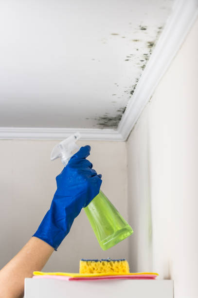 Best Mold Damage Repair  in Montpelier, IN