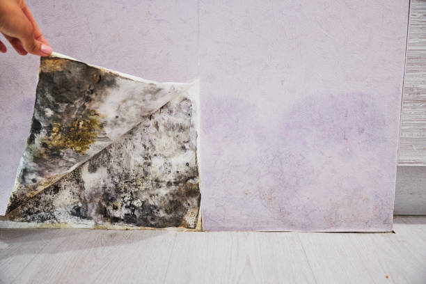 Best Mold Testing  in Montpelier, IN
